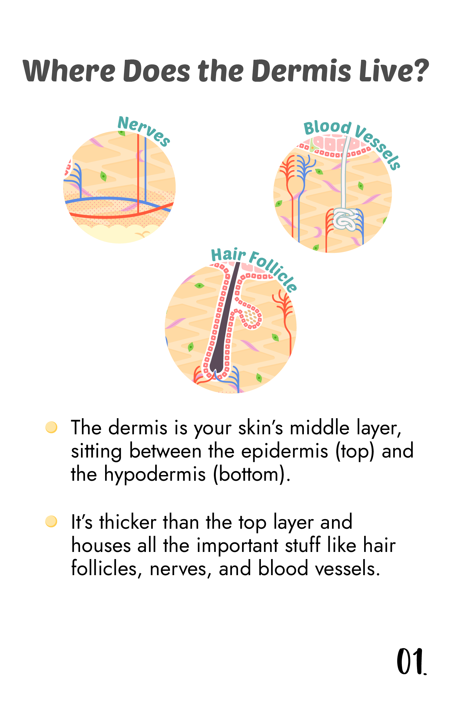 What is "Dermis"?