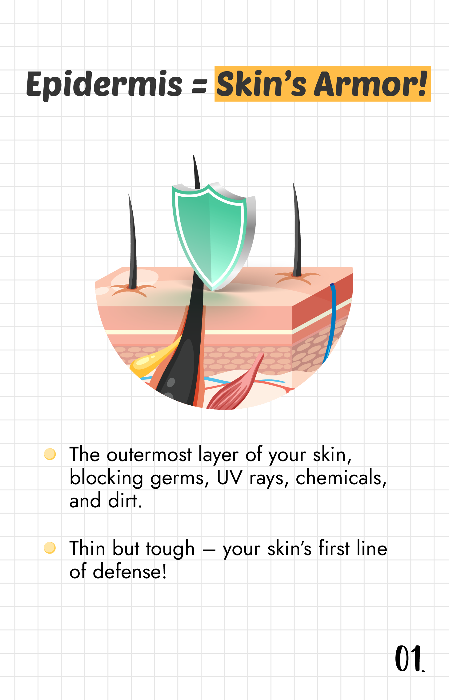 What is "Epidermis"?