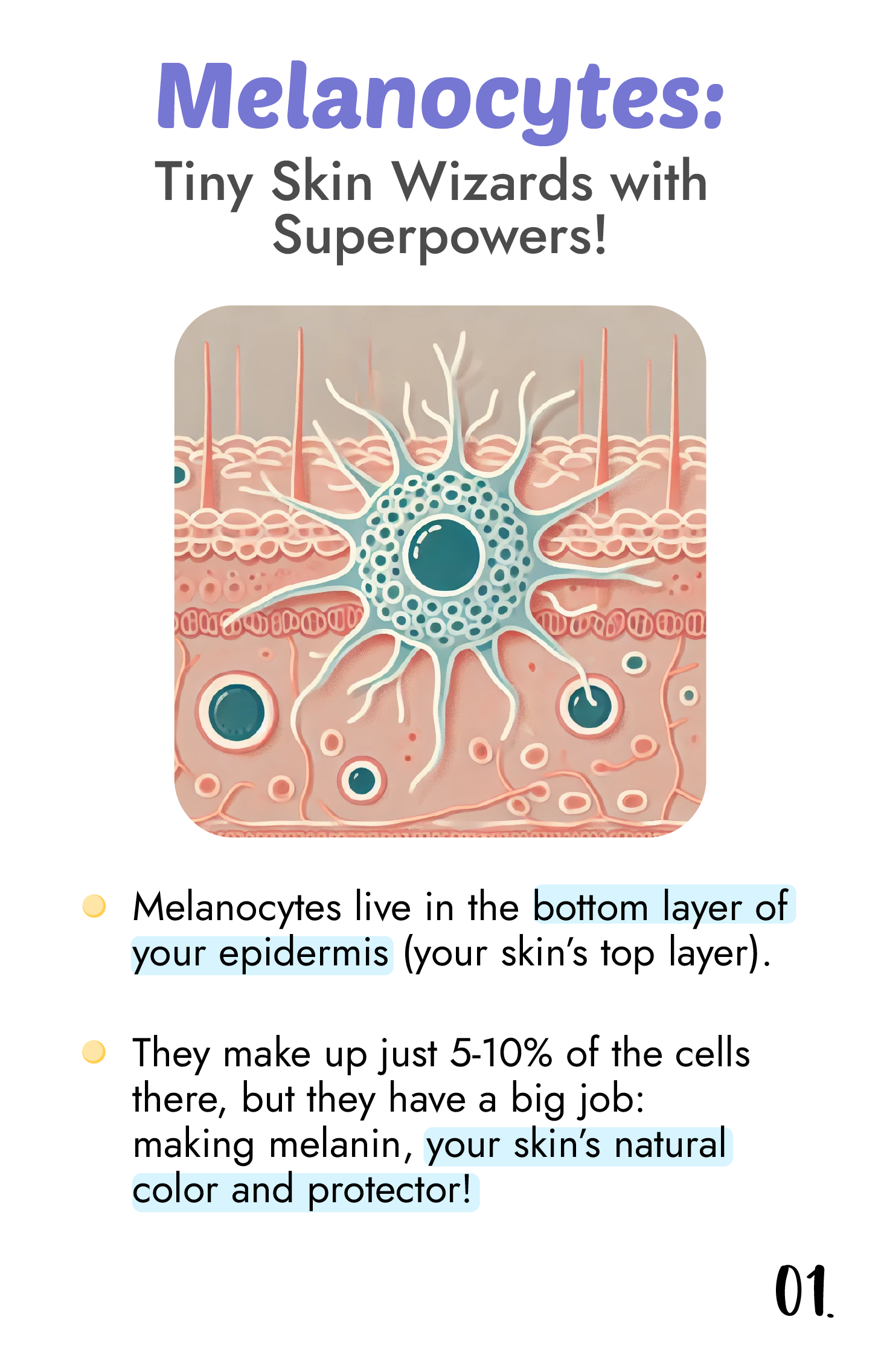 What are "Melanocytes"?